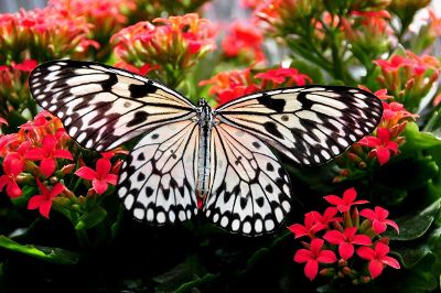 beautiful butterfly contrast with flowers