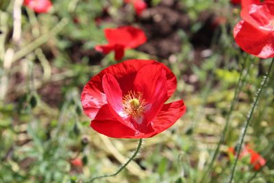 red poppies in bloom