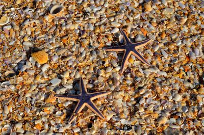 starfish on the seashore