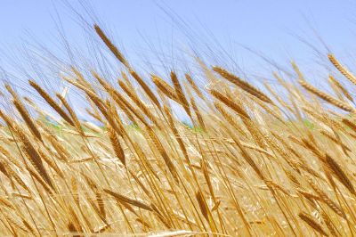 wheat waving in wind