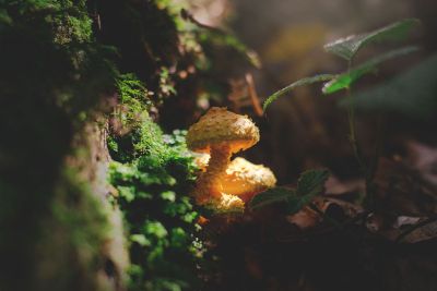 mushrooms on forest floor