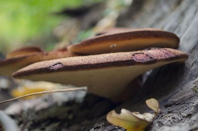 fungi growing on a tree