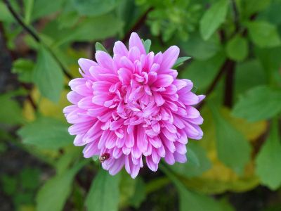 pink flower with insect