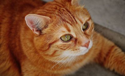 orange tabby