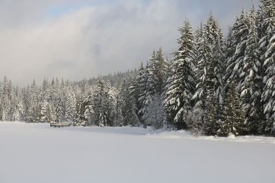 alpine winter trees