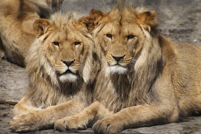 3 lions looks like twins