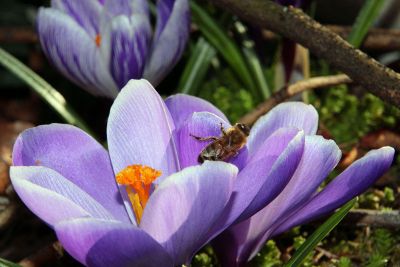 bee resting on purple flower pettle