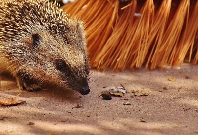 hedgehog sniffing raisin