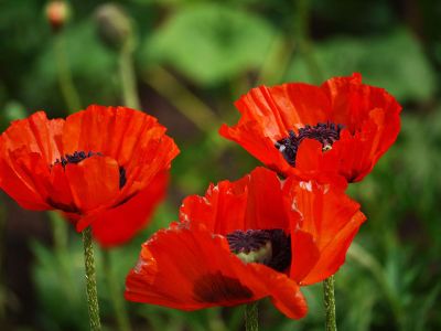 orange poppies