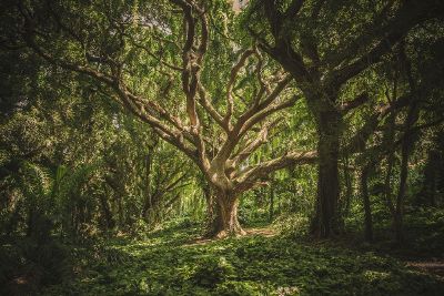 a forest with spectacular trees