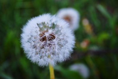 dandelion seed pods ready to drift on the wind