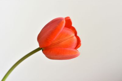 red tulip on white background