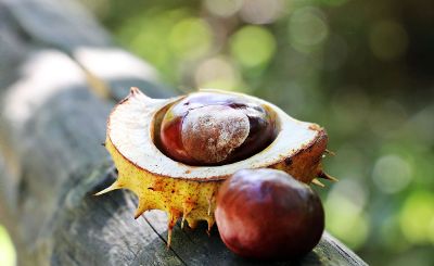 chestnut in a shell