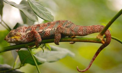 lizard on a limb