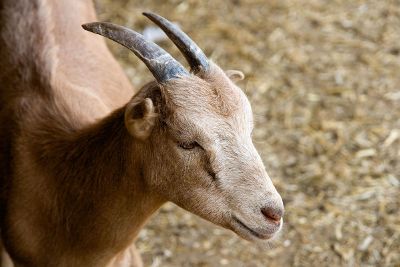 a deer with short horns