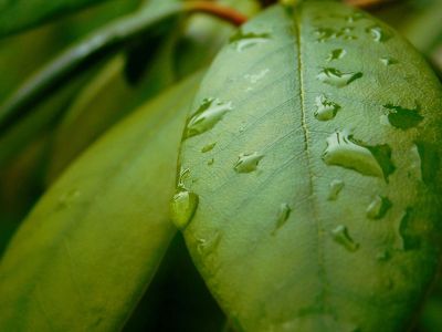 a little drop of water in leaft