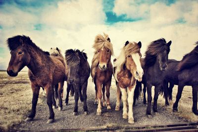 horses running