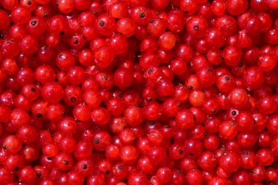 bunch of red berries