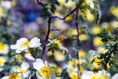 bee gathering pollen