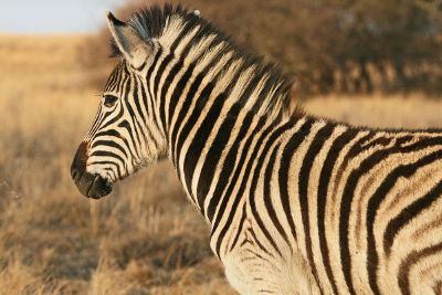 zebra in the wild