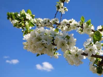 whte flockground clear blue skywers in stem with leaf ba