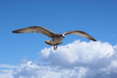 seagull in flight against sky