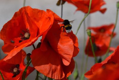 orange color flowers