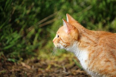 orange marmalade cat