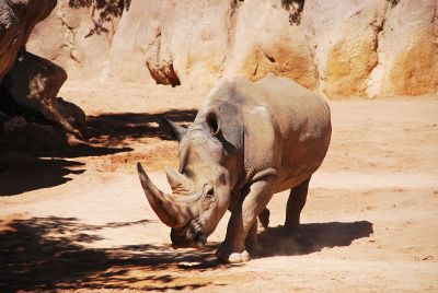 an african rhino