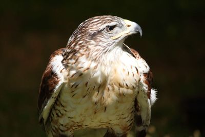 brown white falcon