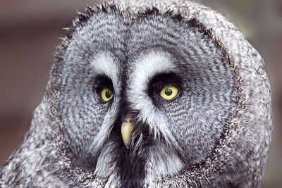 majestic owl