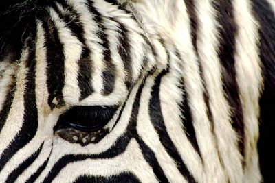 zebra looking down