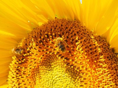 hungry bees on a yellow flower