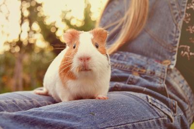 guinea and girl