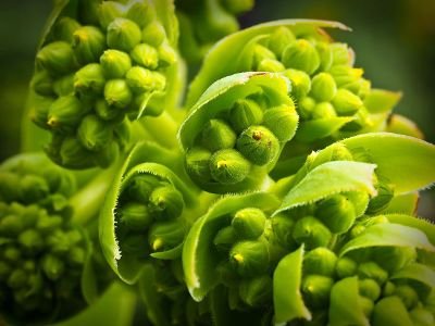 green bouquet