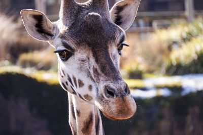 giraffe portrait