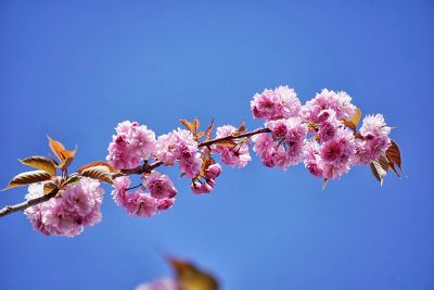 branch of flowers