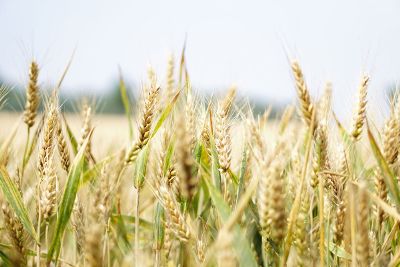 harvest wheat