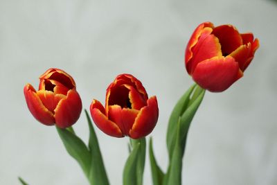 trip of tulips