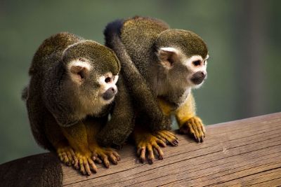 2 monkeys sitting together on a log