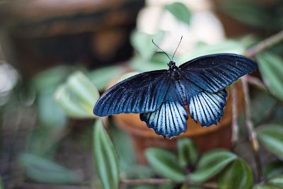 blue butterfly