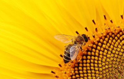 bee on a sunflower