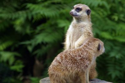 two meerkats standing