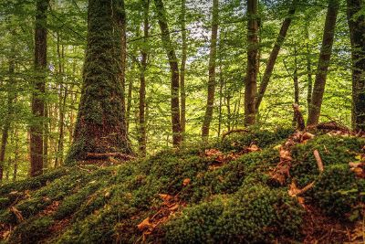 lush green jungle