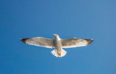 seagull flying high in the sky