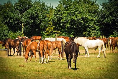 some horses are standing near fence