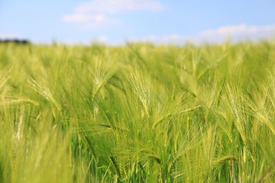 greenery field stock