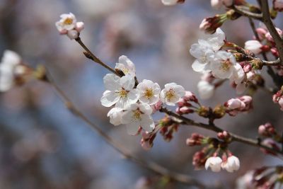 a flower branch