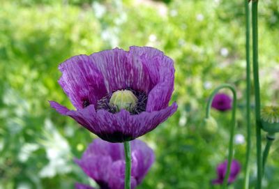 purple flower growing outside