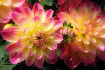 pink and yellow flowers